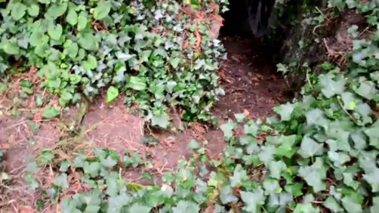 Urbex - château des ronces