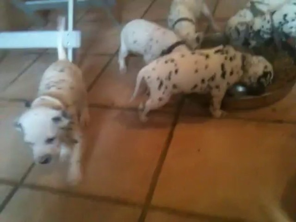 chiots de darling 2013