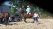 FETE DU CHEVAL DE TRAIT LA RONDEHAYE