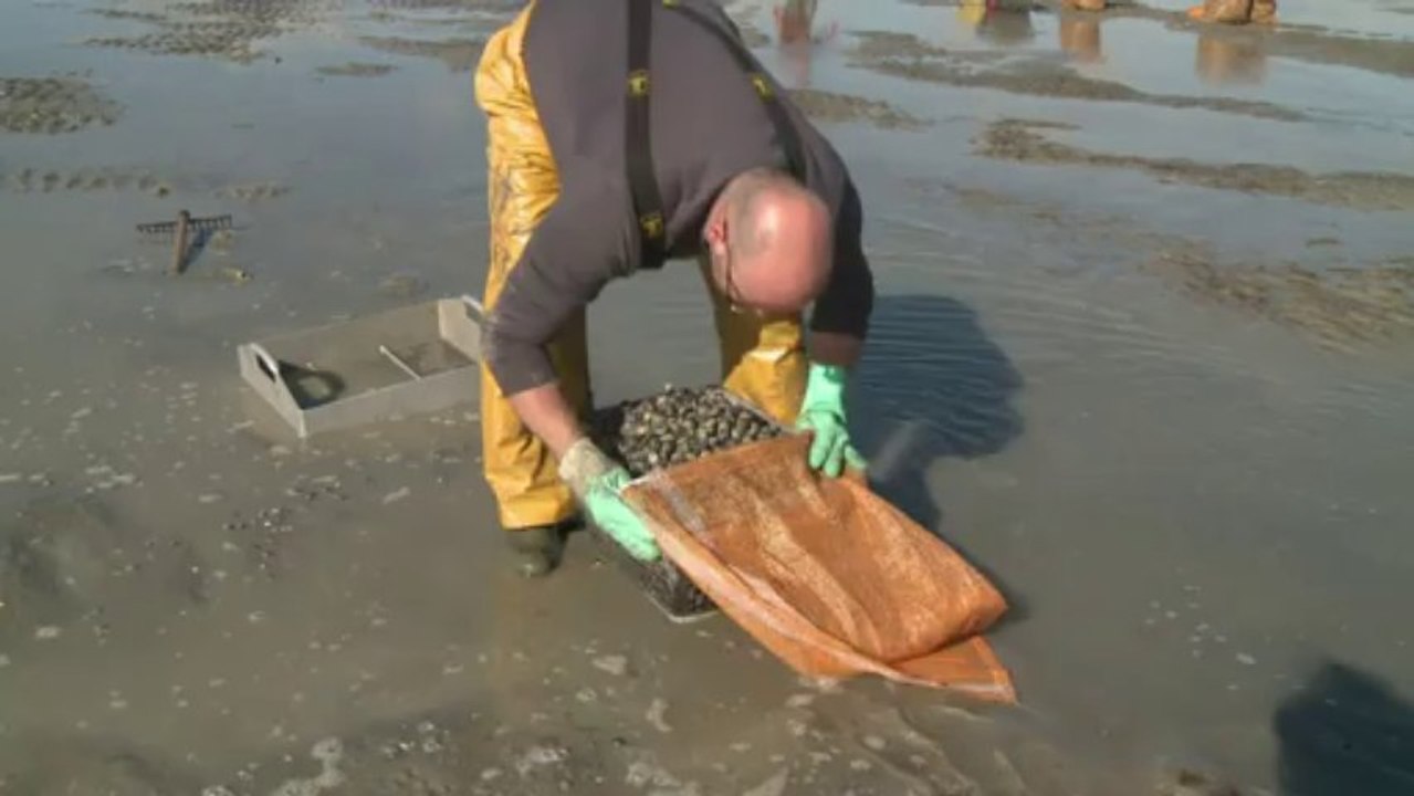 Lancement de la pêche aux coques en baie de Somme