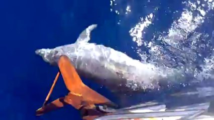 Dauphins à Egades - Delfini alle Egadi
