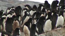 Estudiarán excrementos de pingüinos