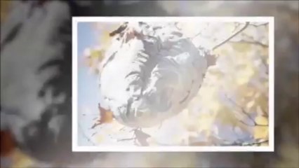 Pittsburgh Pest Control - Spectrum Pest Control (412) 532-1380 - YouTube