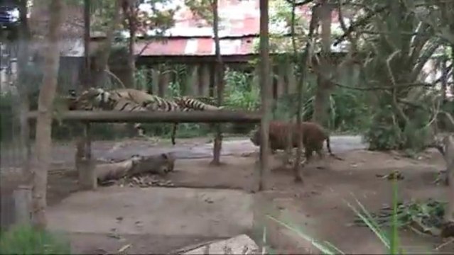 Don't wake the Tiger Safari Excursion at the Bali Safari Marine Park - Part 7 Bali Tours
