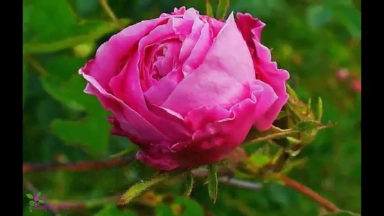 GIVENCHY Very Irresistible Туалетна Вода-Спрей