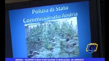 Andria | Scoperta maxi piantagione di Marijuana, un arresto