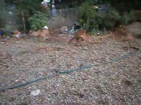 Jeux entre Eros et son copain n° 1