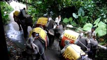 Exhilarating Elephant Ride - Bali Safari and Marine Park - Part 2