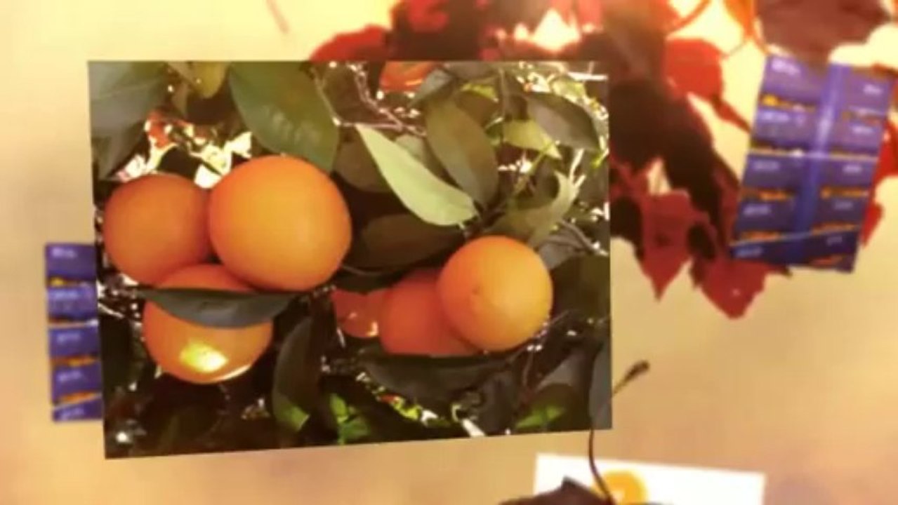 comprar naranjas valencianas