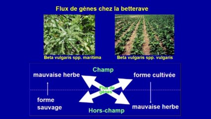 OGM Conférence Marcel Kuntz Transgénèse végétale : applications, impacts environnementaux et contextes politiques