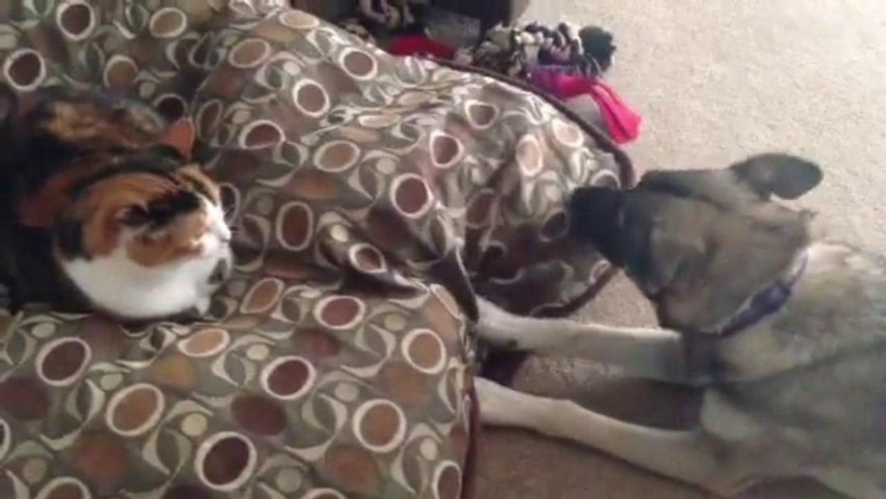 Un chien parle à un chat : "Dégage de mon lit"! Trop marrant.