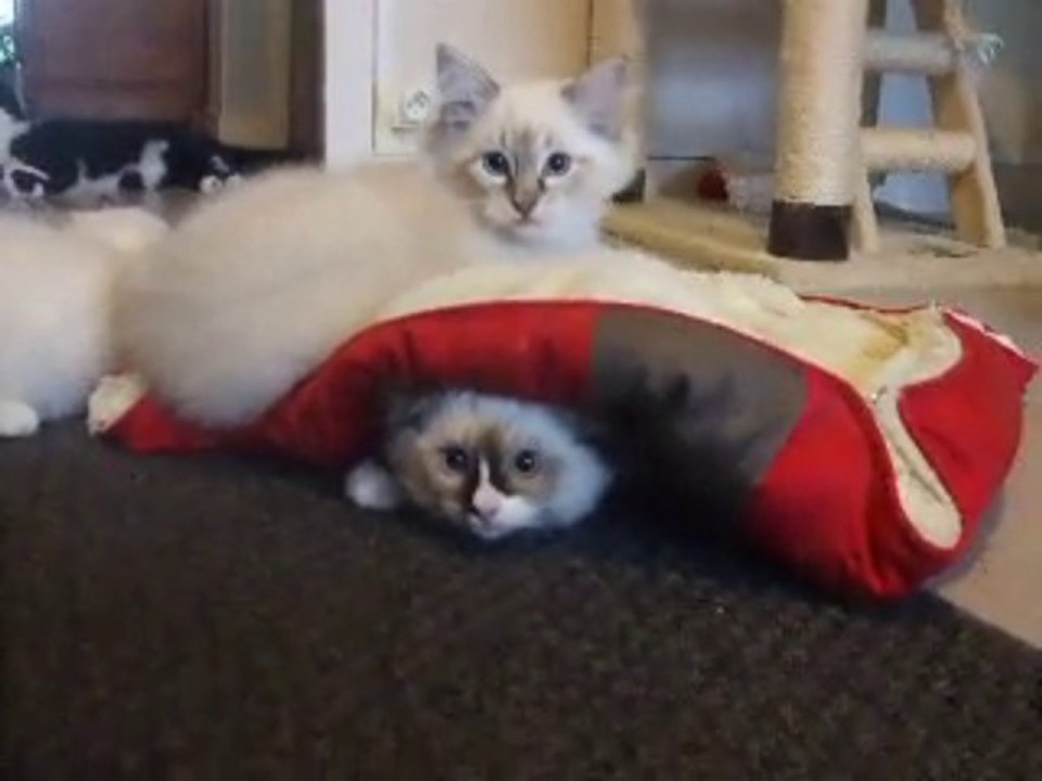 jeu de la tortue par Inoe Chatterie Ragdoll de la Brume de Mer