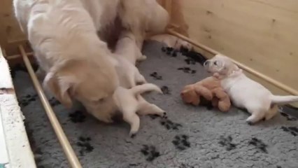 Chiots golden retriever à 2 semaines - 1