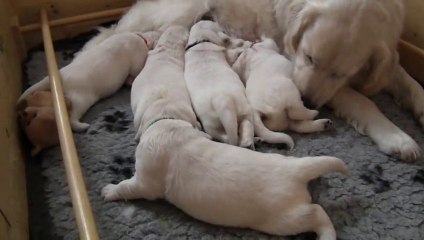 chiots golden retriever à 2 semaines - 2