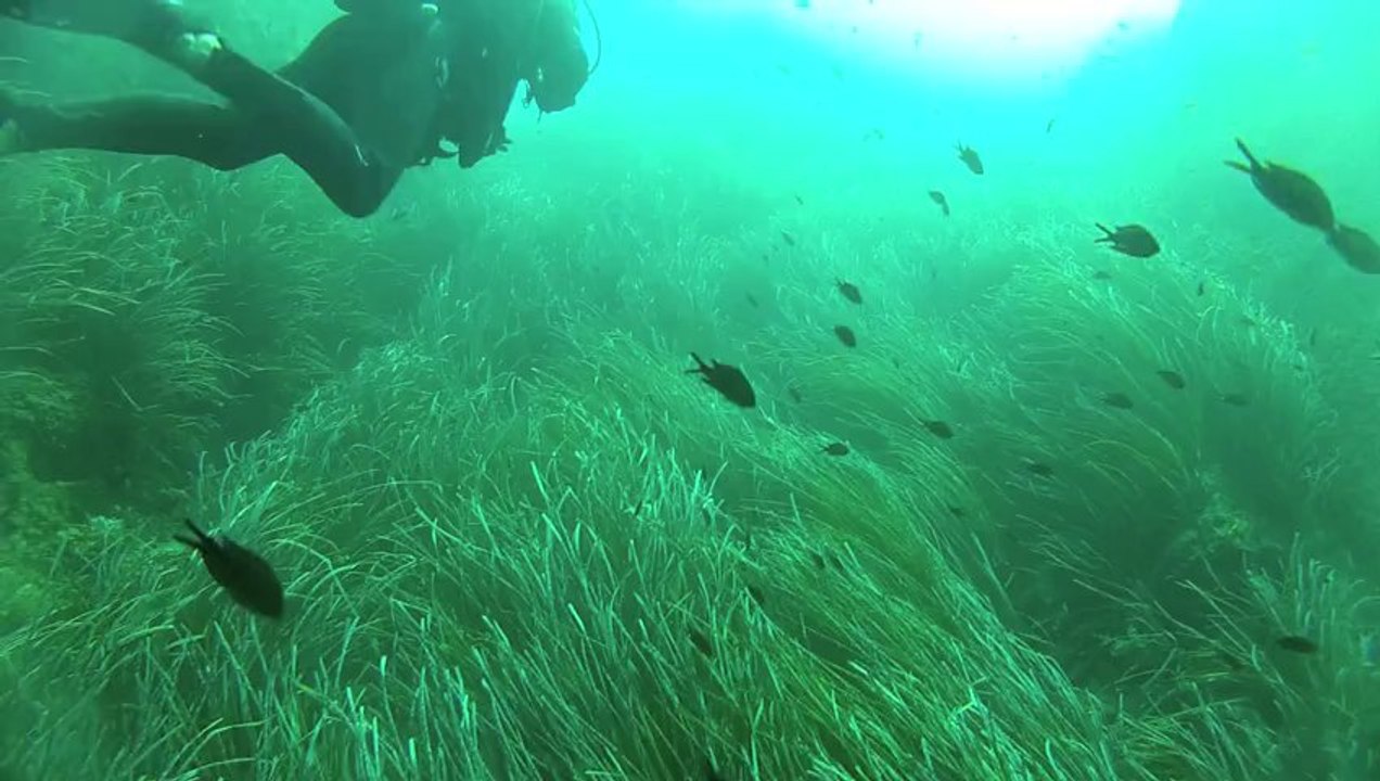 Plongée à Port Cros- îlot de la Gabinière