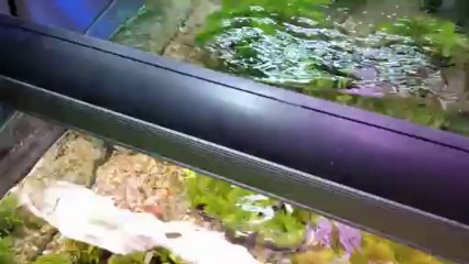 Sony Xperia Z1 - wodny świat