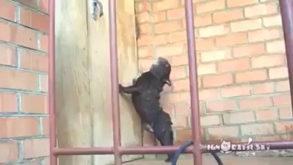 abran la puerta