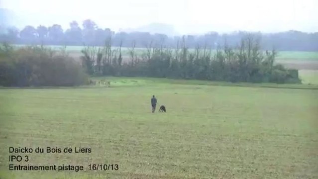 daicko du Bois de Liers piste entrainement 16 10 2013