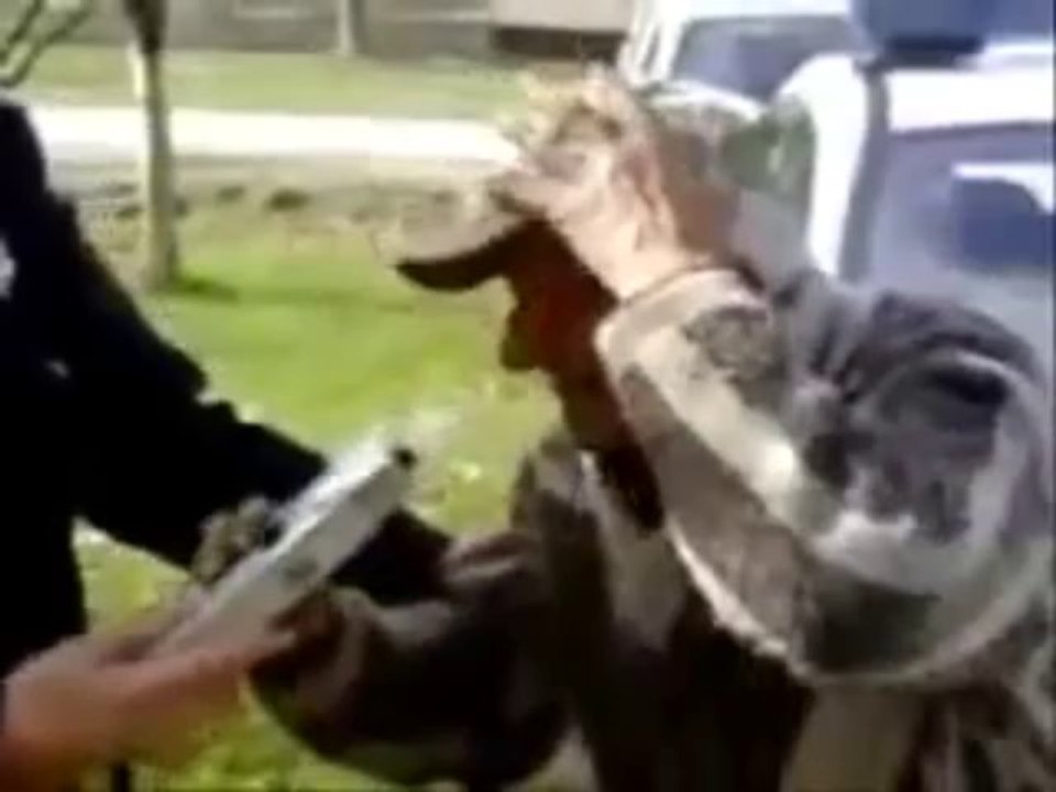 Operação STOP: Bêbado sopra no balão de forma original