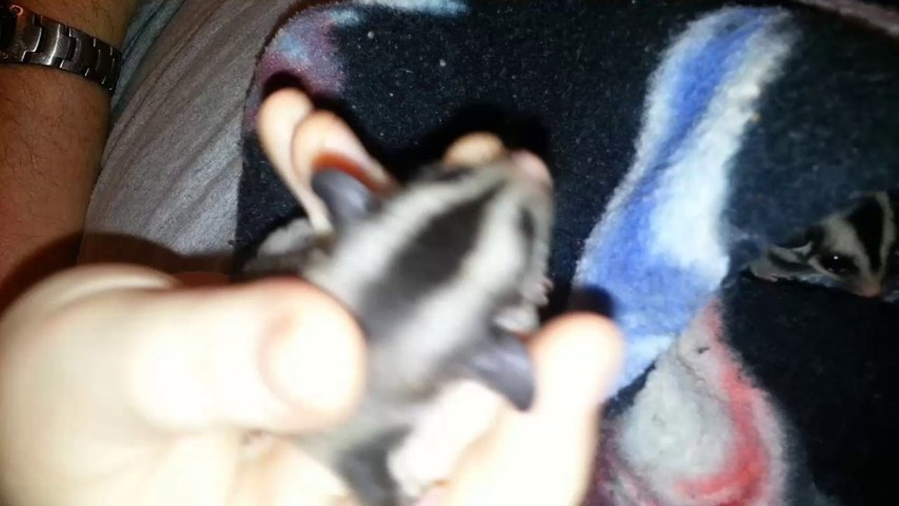 Sugar Gliders For Sale|740-578-977|Baby Sugar Gliders For Sale|Sugar Gliders For Adoption|Cheap|Ohio