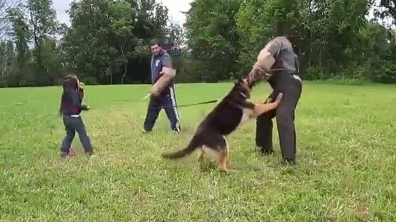 Un berger allemand protège une fille de 5 ans