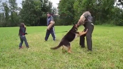 Un berger allemand protège une fille de 5 ans