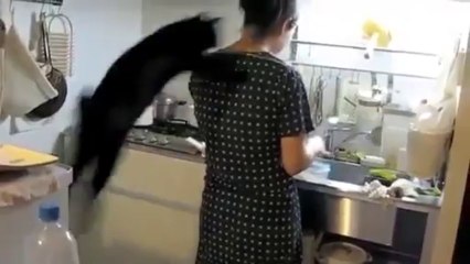 Un chat saute sur sa maîtresse FAIL