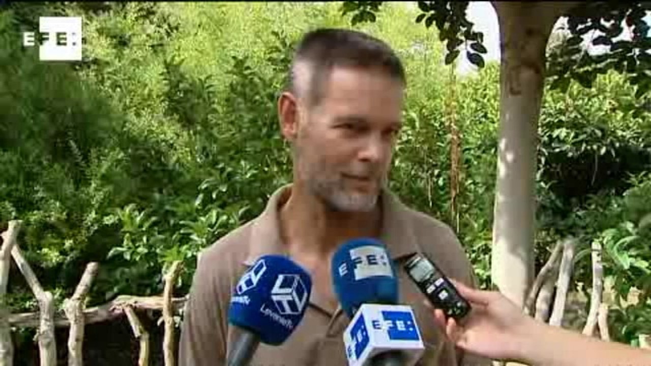 El Bioparc celebra el 25 cumpleaños de Chispi, su chimpancé más valiosa