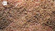 Un laboratorio para combatir las termitas
