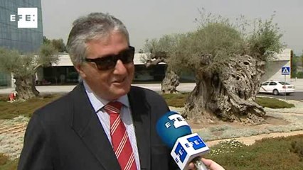 Olivos milenarios y centenarios, fósiles que aún nos regalan su aceite