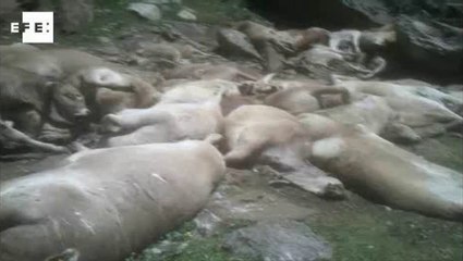 PSOE pide medidas para compensar a ganaderos por ataques de animales