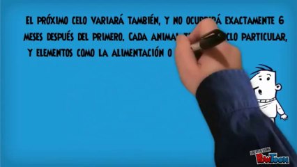 Como Es el Celo En Perros Mira Aqui