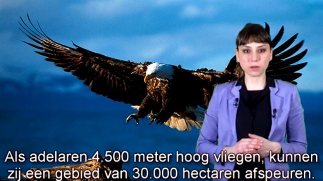 bewijzen voor de schepping Roofvogels met een scherpe blik