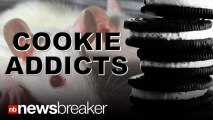 COOKIE ADDICT: Scientists Say Oreo Cookies are Just As Addictive As Cocaine