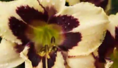 Daylilies From The Natural Garden