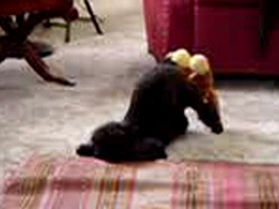 Caniche en rut