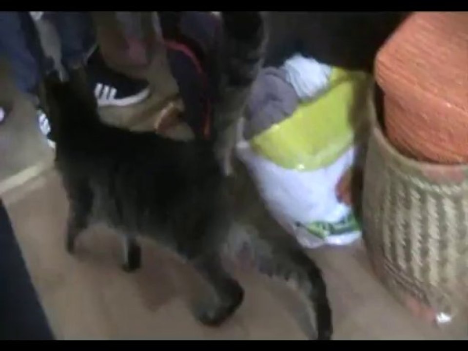 Mamiecat de retour chez elle 29 09 13