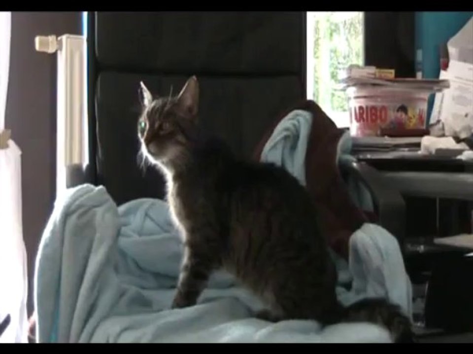 MamieCat Sherkan Krystal 29 09 13
