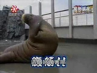 Un éléphant de mer qui fait des abdos