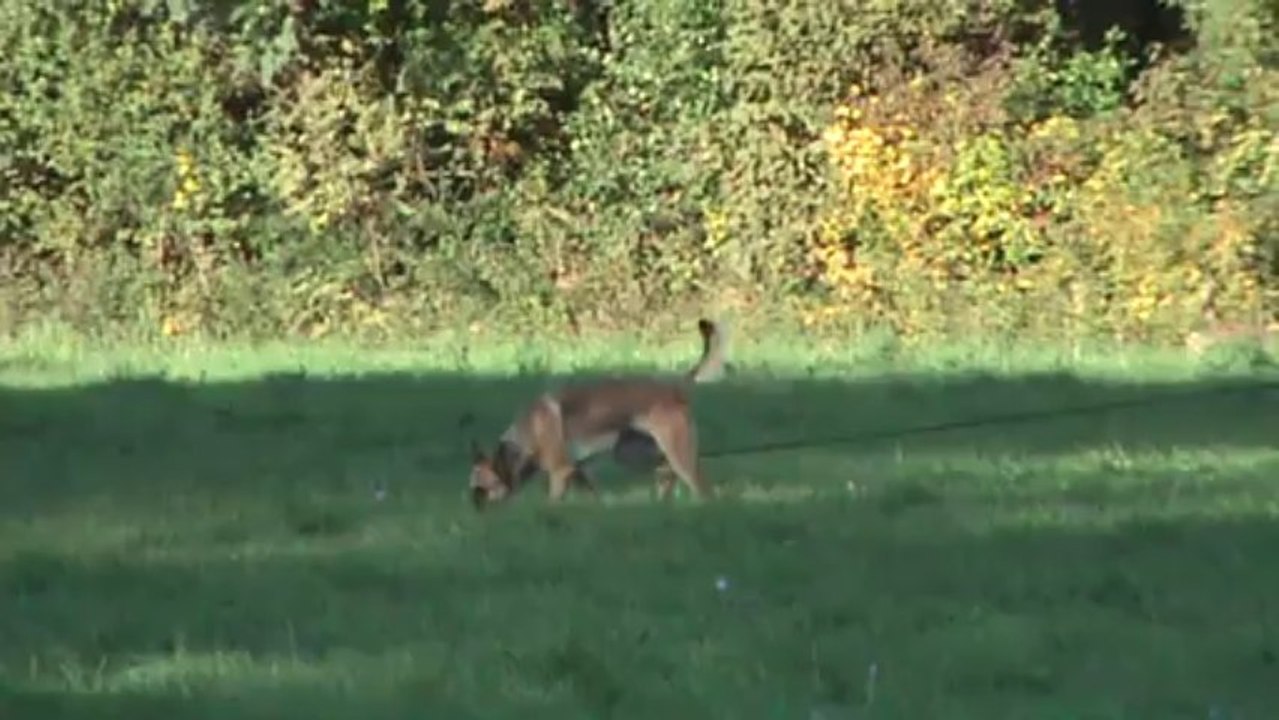 Be Aware Dope - IPO1 - Tracking