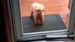 A dog opens the door for his friend. Amazing pet!