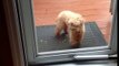 Ce petit chien ouvre la porte à son ami. Tellement intelligent!