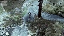 Best of Falcons