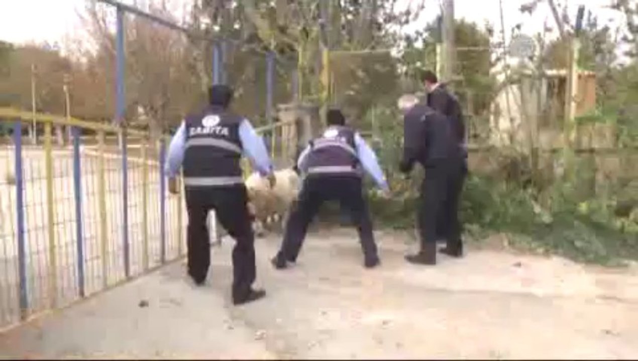 Bu sefer keçiler kaçtı