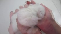 Deux bébé lapins dorment dans une main. Tellement mignon!