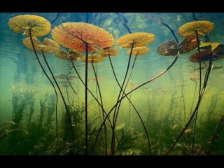 DEUTERONOMIO CAP 20 - A BIBLIA NA LINGUAGEM DE HOJE