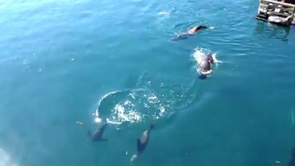 Les cabrioles aquatiques des otaries