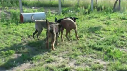 Viselkedes rehabilitacio