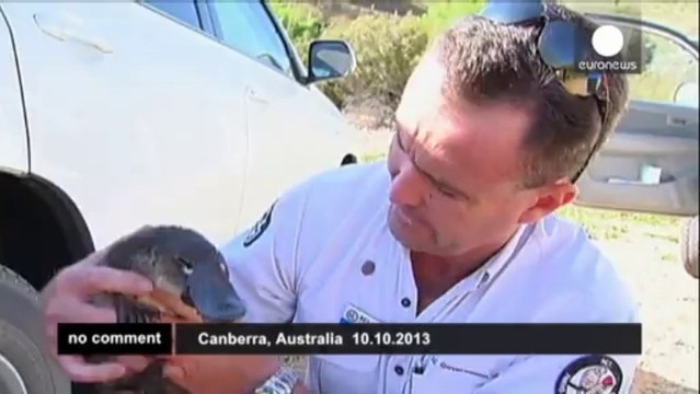 Platypus hitches a ride under vehicle... - no comment