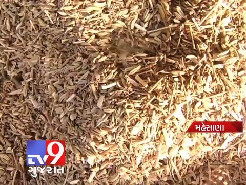 1250 kg adulterated fennel seized from Unjha factory, Mehsana - Tv9 Gujarat